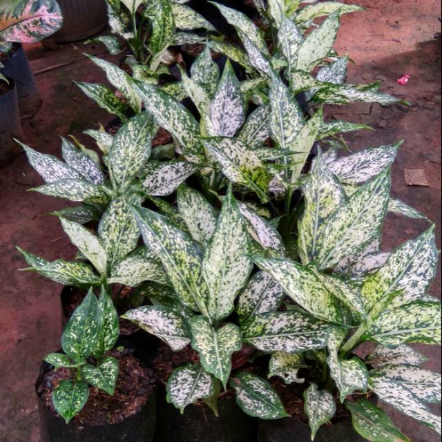 Aglonema snowhite ecer/grosir