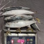 

Ikan Salem 1kg / Pacific Mackerel