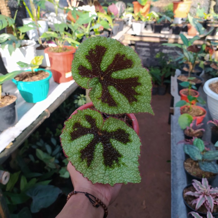 tanaman begonia iron cross - begonia tapak macan - begonia
