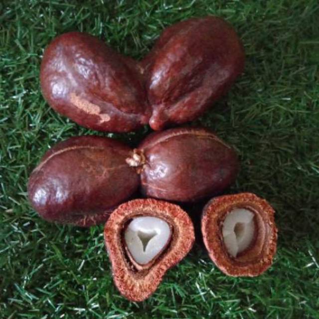 

ZURIAT KEMBAR BELAH SATU MIKA ISI DUA PASANG ( SUDAH DIBELAH ) ZURIAT KEMBAR PRAKTIS TINGGAL SEDUH