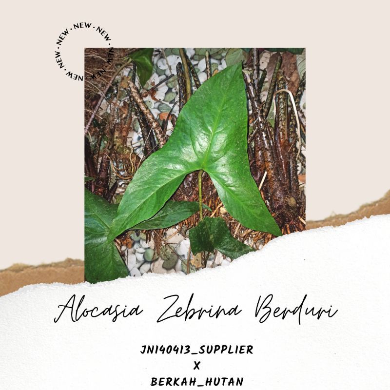 Termurah, Bonggol Alocasia Zebrina Berduri Alokasia Unik Dan Langka