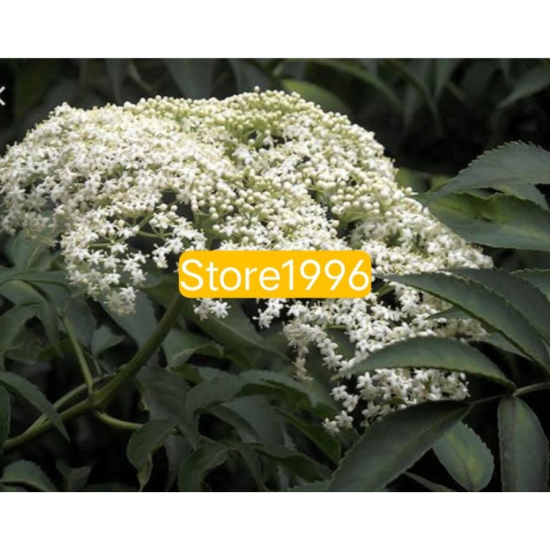 

Bunga sangitan sambucus per 2 tangkay