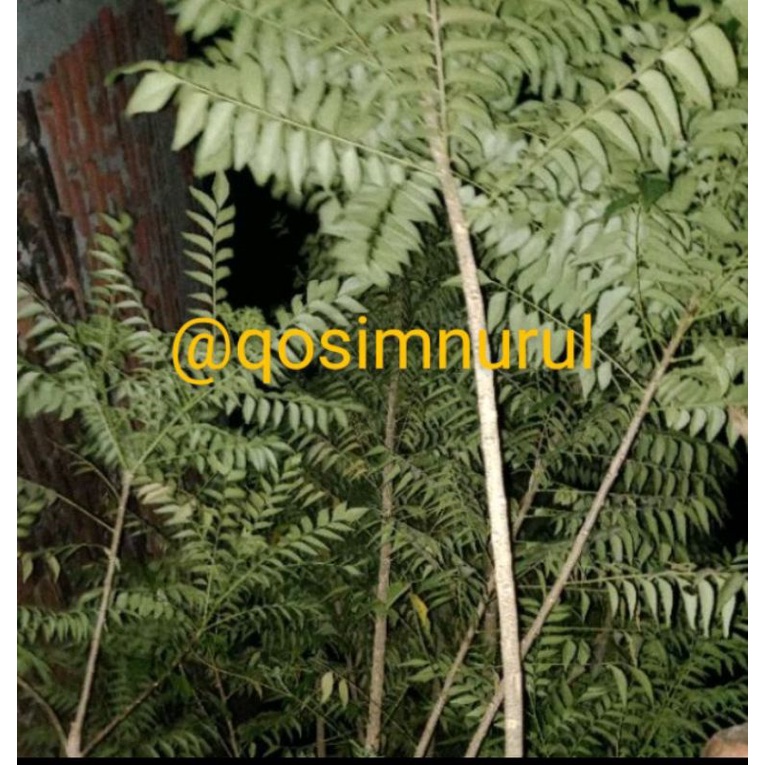 

50tangkai daun kari segar