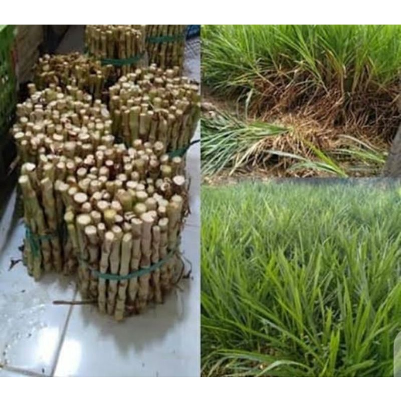 Bibit rumput odot 1kg murah bibit odot bibit rumput odot