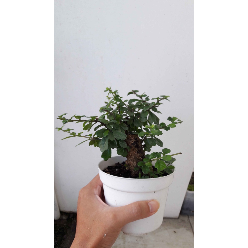 bahan hokianti bonsai murah