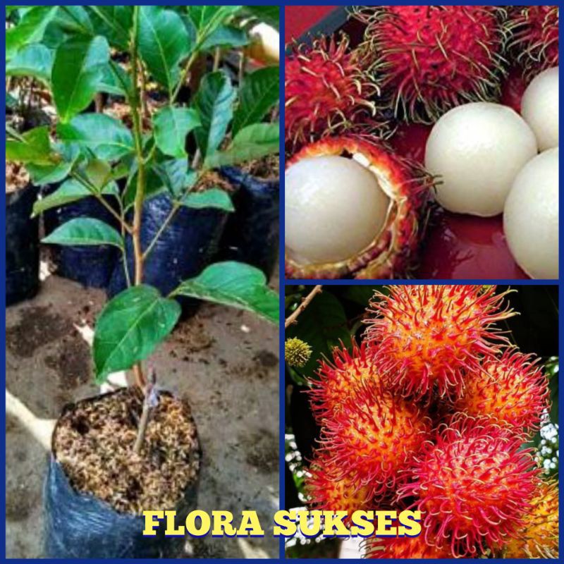 Bibit Rambutan Binjai Pohon Rambutan Okulasi Cepat Berbuah