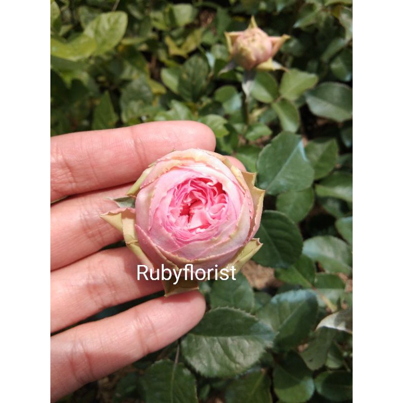 Tanaman Mawar Import charming piano -Charming piano rose -mawar import