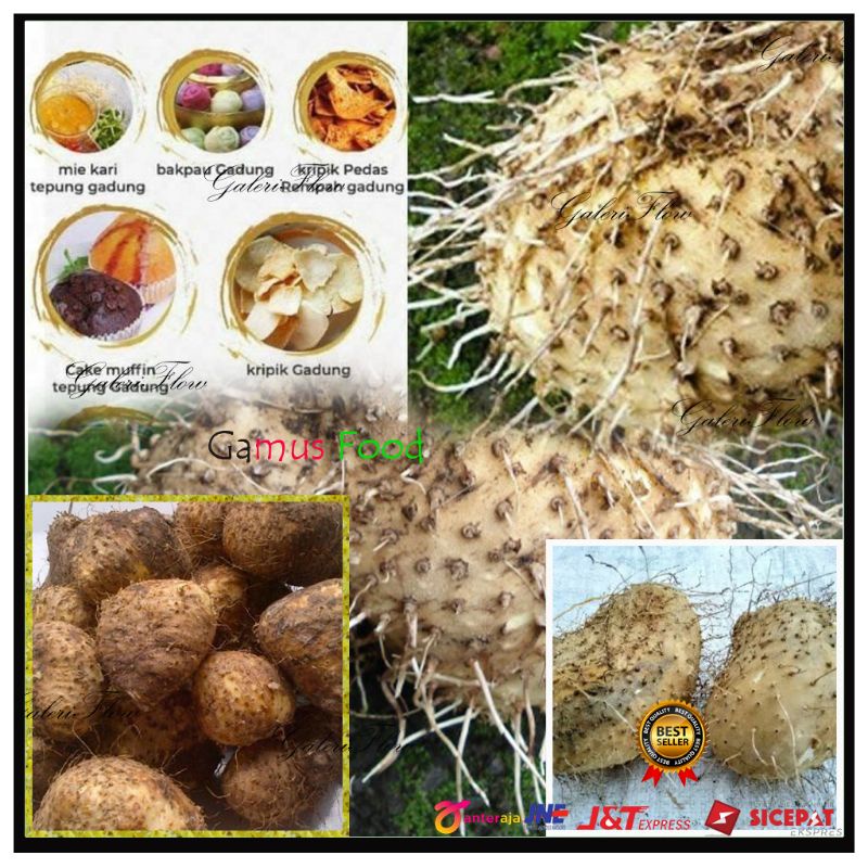 

UBI GADUNG 1 KG FRESH