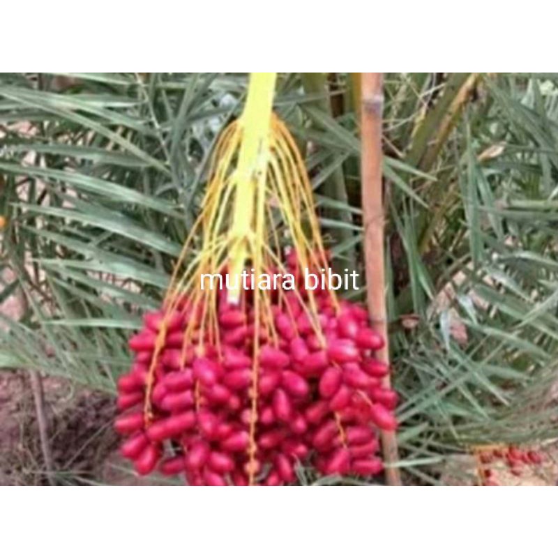 Bibit kurma h1merah