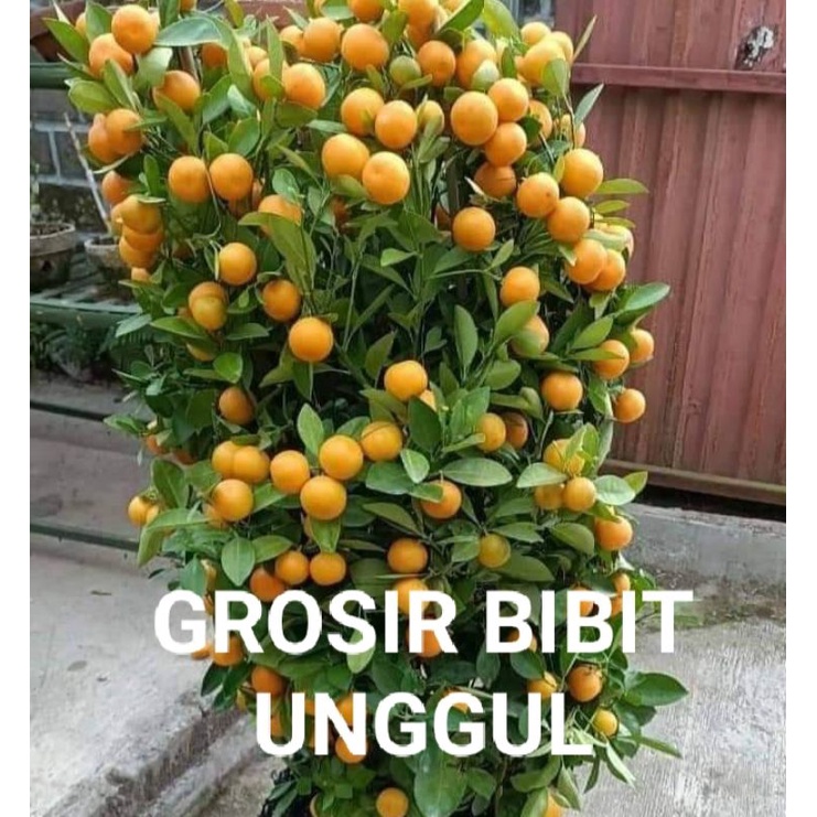Bibit jeruk Santang madu super