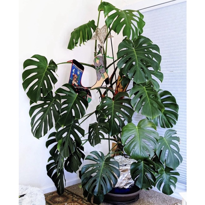 Bonggol monstera king-tanaman hidup-bunga hidup-tanaman hias hidup-bunga hidup murah-monstera delici