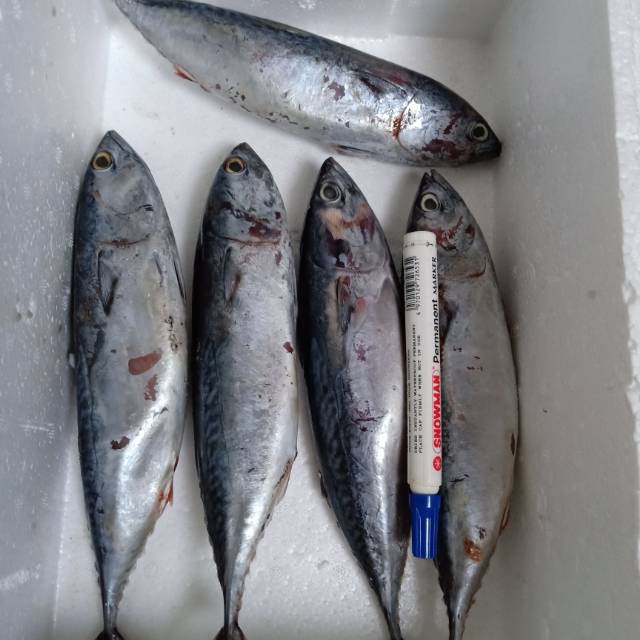 

Ikan Tongkol 1kg