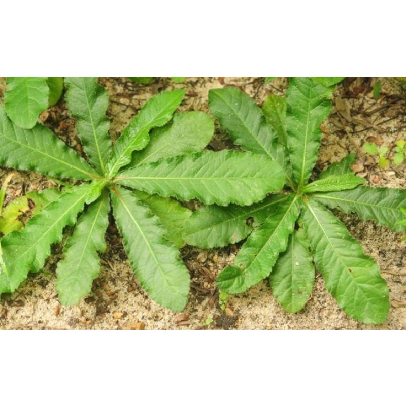 

Daun Tapak Liman Segar 500gram