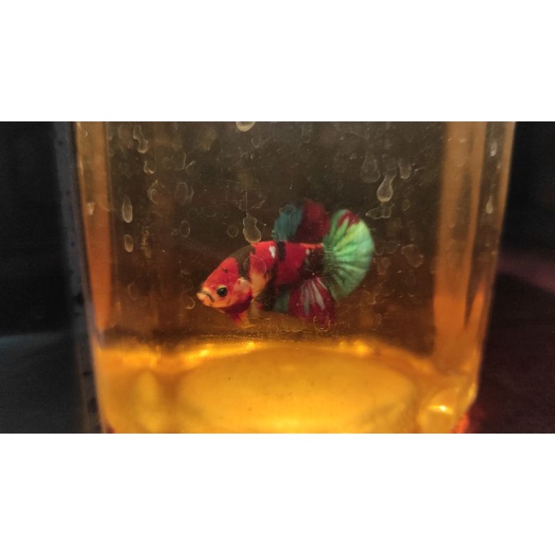 cupang male siap indukan