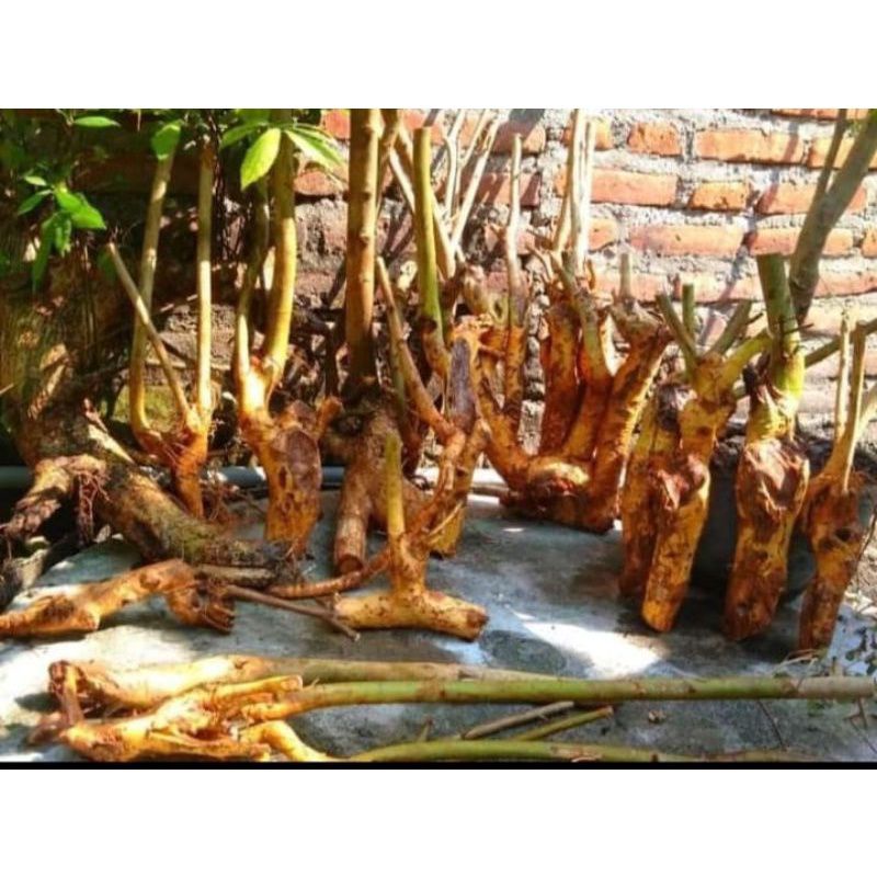 bahan serut dongkelan prospek