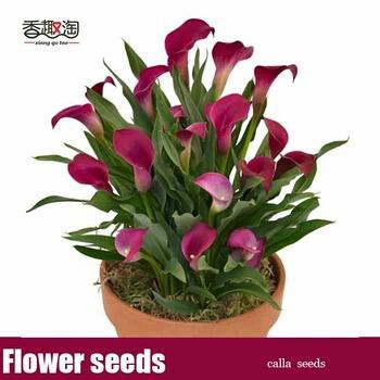 Benih/Biji Bunga Bunga Calla Lily Langka Murah