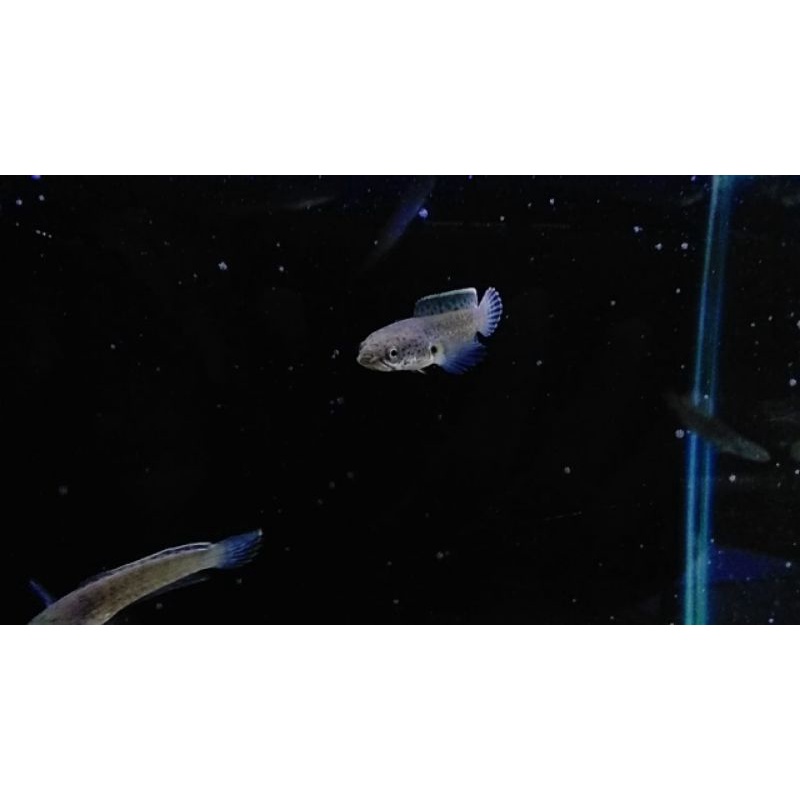 channa limbata lawu -+5cm 15ekor