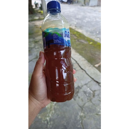 

madu asli wetar maluku