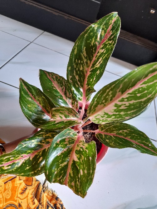 Pengkilap Daun Kilap - Leaf Shine - Kilap Daun