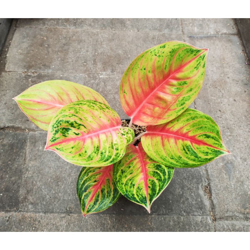 Aglonema Andini Uk. Dewasa (5-6 Daun)