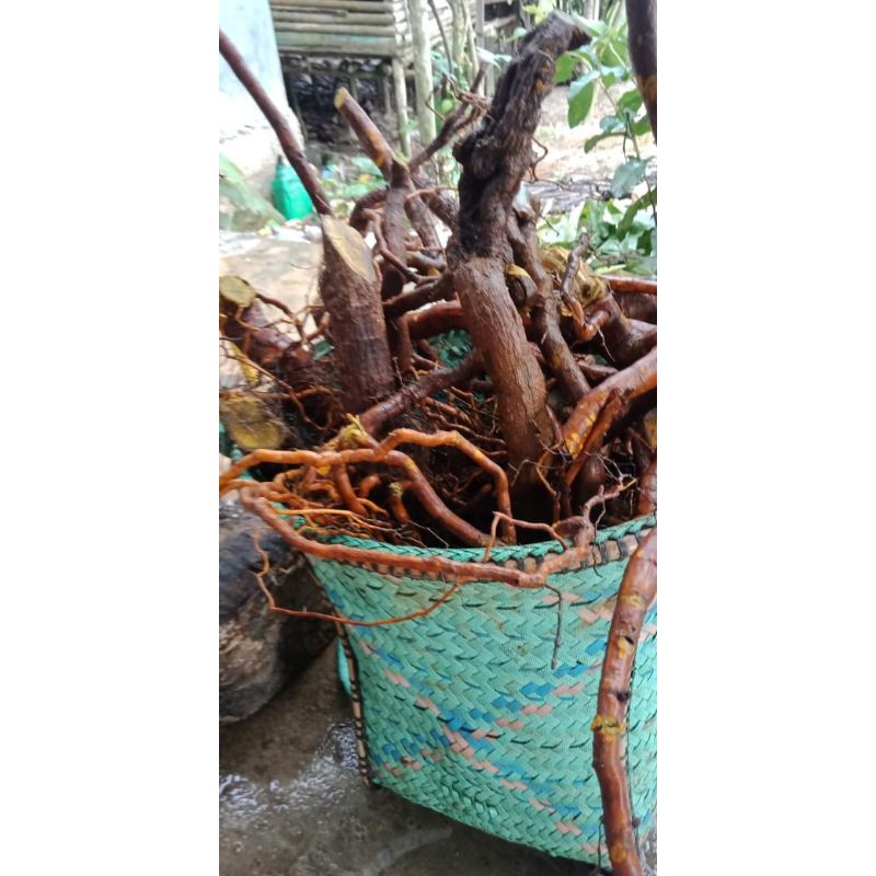 

akar kuning herbal kalimatan