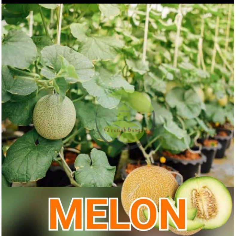 benih bibit melon madu