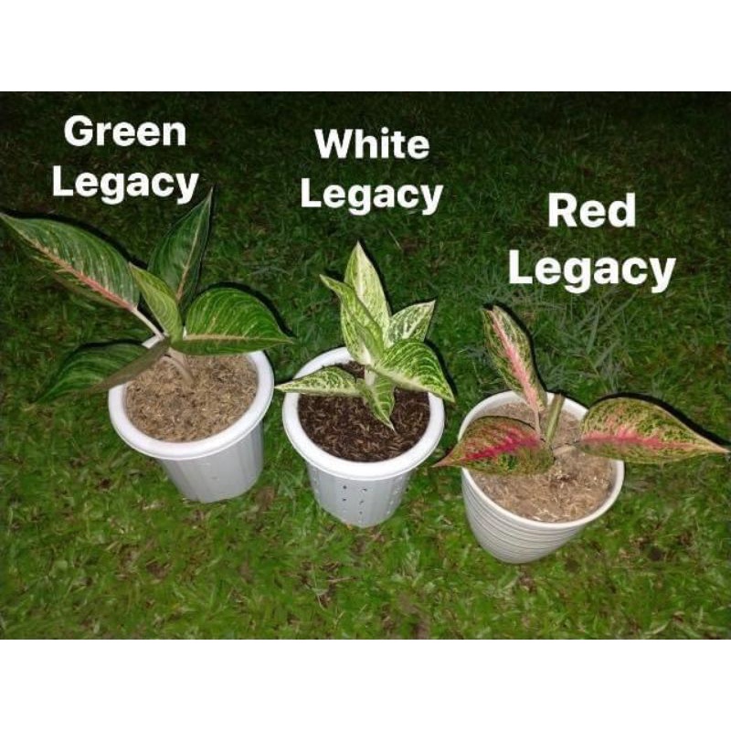 Paket Aglonema Red Legacy, Whitr Legacy dan Green Legacy