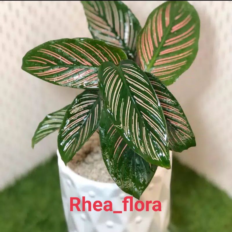 PROMO MURAH Tanaman hias calathea ornata  / tanaman hidup calathea / calathea ornata pink strip