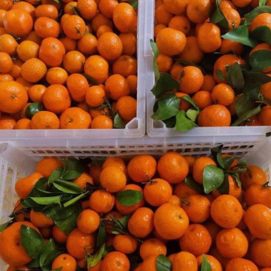 BUAH JERUK SANTANG DAUN MANIS 1 KG