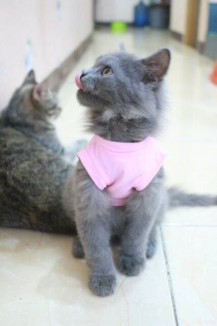 Kaos biasa warna baby pink lucu untuk dirumah / baju kucing anjing lucu size S M L XL / bakuta.id