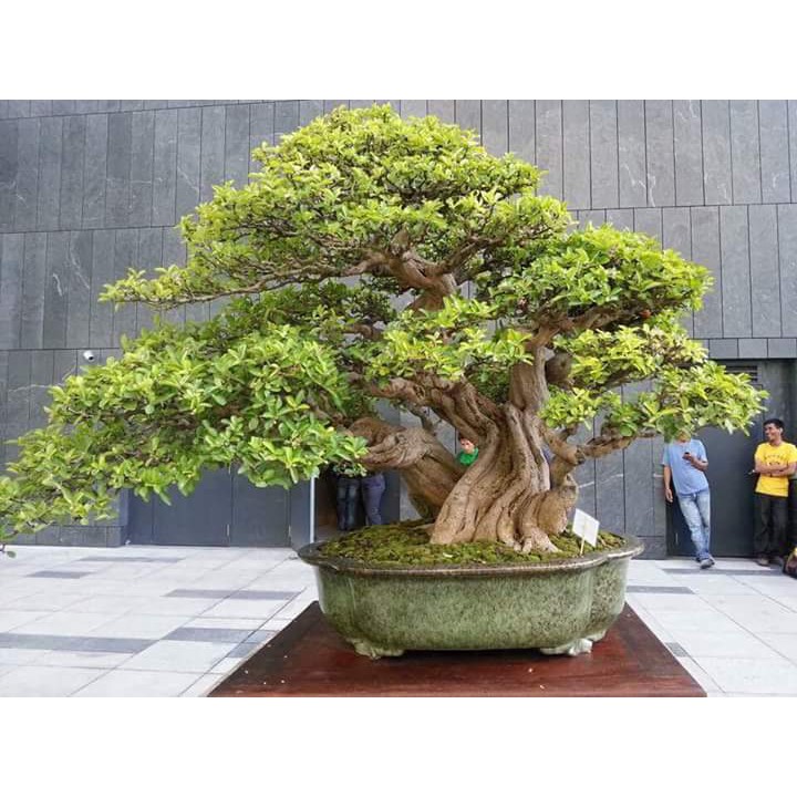 Bahan Bonsai - Tanaman Bidara Arab Ukuran small