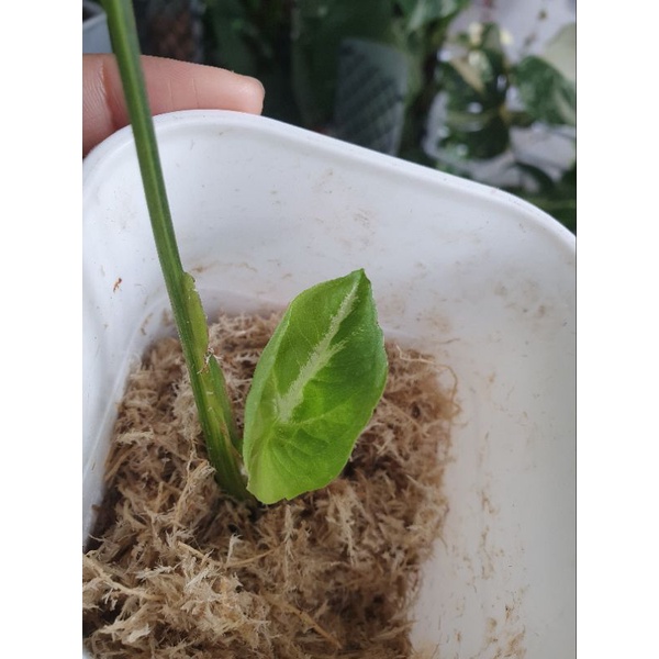 Syngonium Scrambled Egg