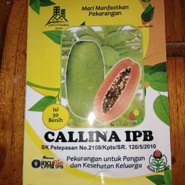 Benih Pepaya California Callina IPB (IPB9)