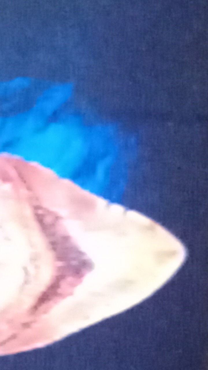 Pohon Hias Kuping Tikus/peperomia Kuping Tikus