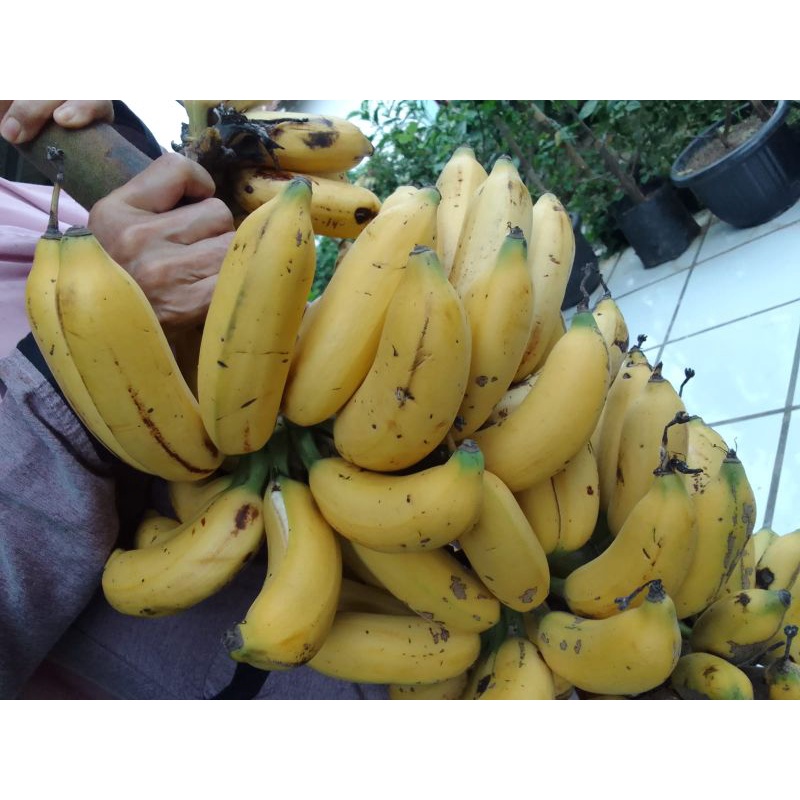 bibit tunas pisang uli bonggol tunas pisang emas tunas bibit pisang