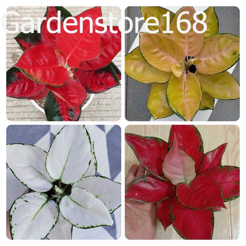 Promo Baru 4 Bibit Aglonema Sultan Brunai,superwhite,suksom jaipong,red anjamani/  Aglonema Bibit as