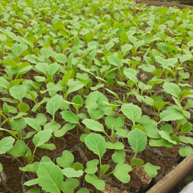 bibit kubis siap tanam