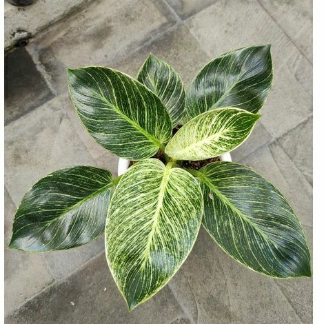 Philo birkini birkin dewasa