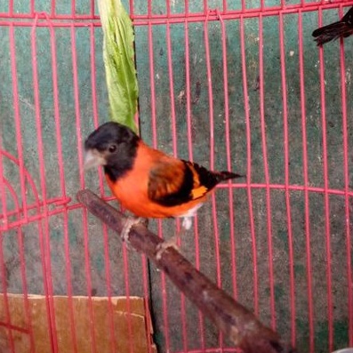 Burung ReD siskin jantan rajin bunyi