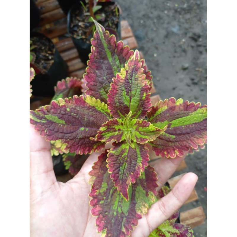 BungaHidupMiana/coleus/iler/jawekotok