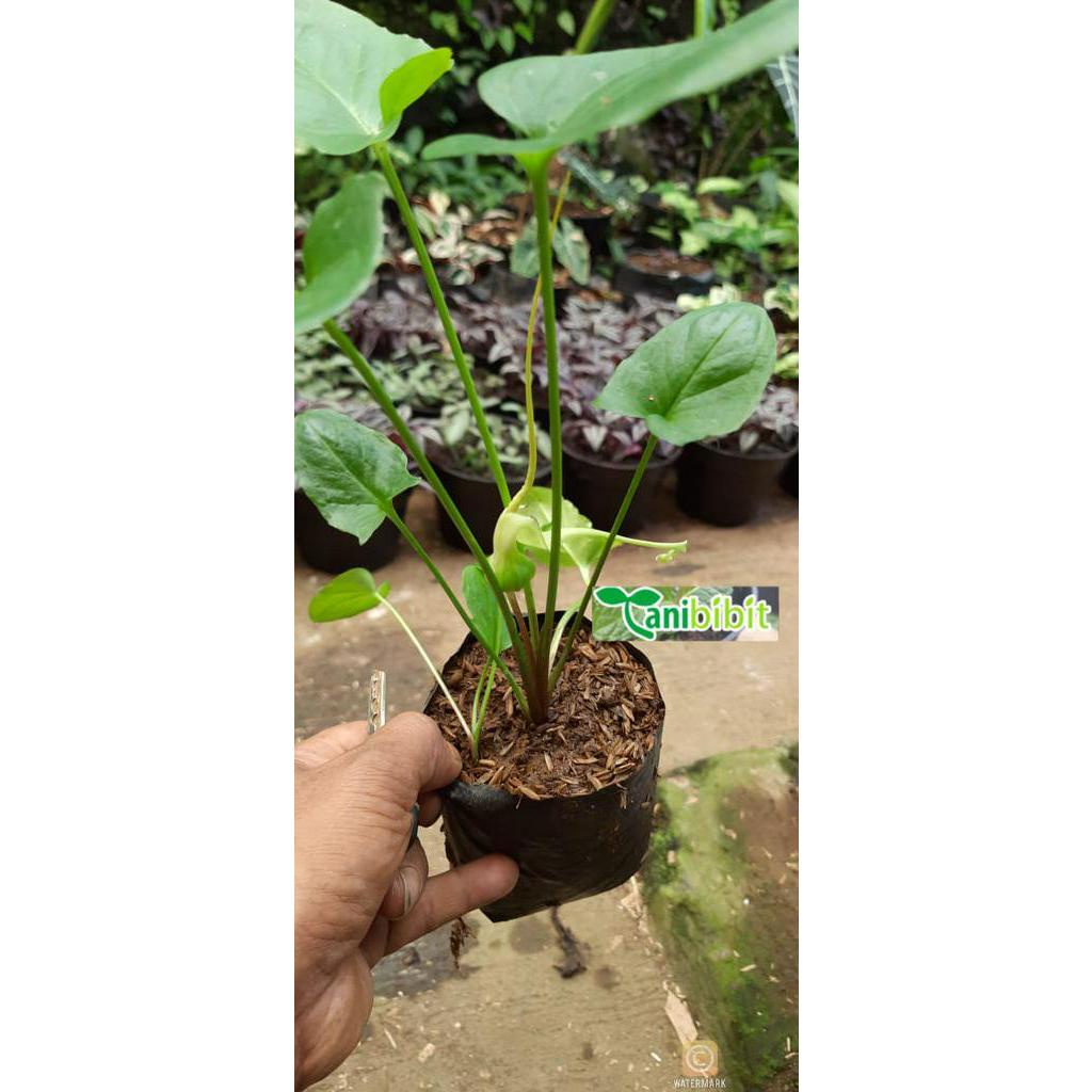 tanaman herbal keladi tikus/bibit keladi herbal