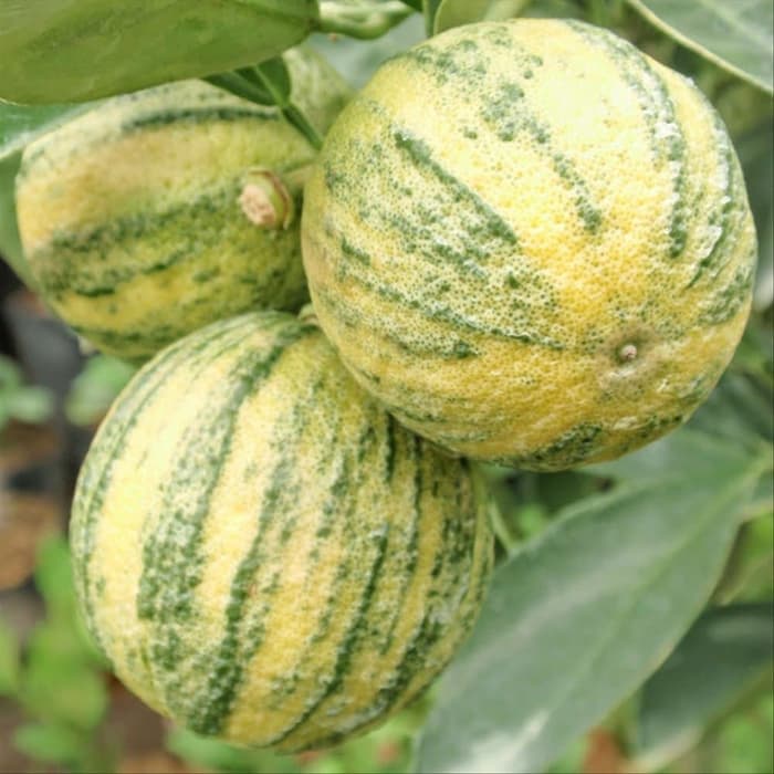 Bibit jeruk sunkis varigata kualitas super kondisi berbunga berbuah