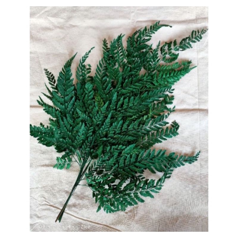 Daun pakis kering  hiasan rustic - driedflower - dekorasi