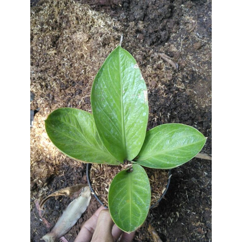 Tanaman hias anturium mangkok