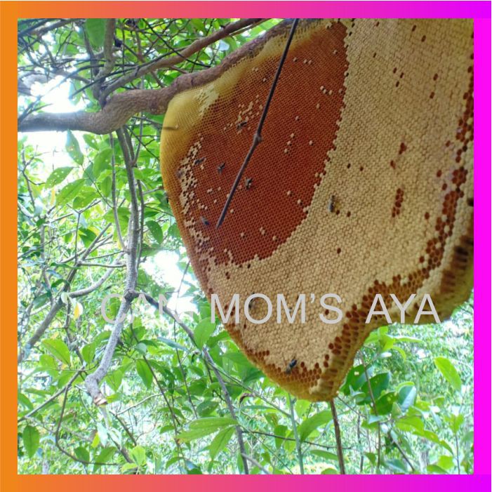 

Madu hutan Asli Madu Asli Hutan Liar Madu Pegunungan Madu Original Nutrisi Alami