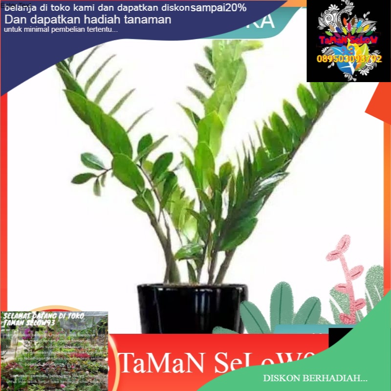 Tanaman hias zamia culcas-zamia dollar