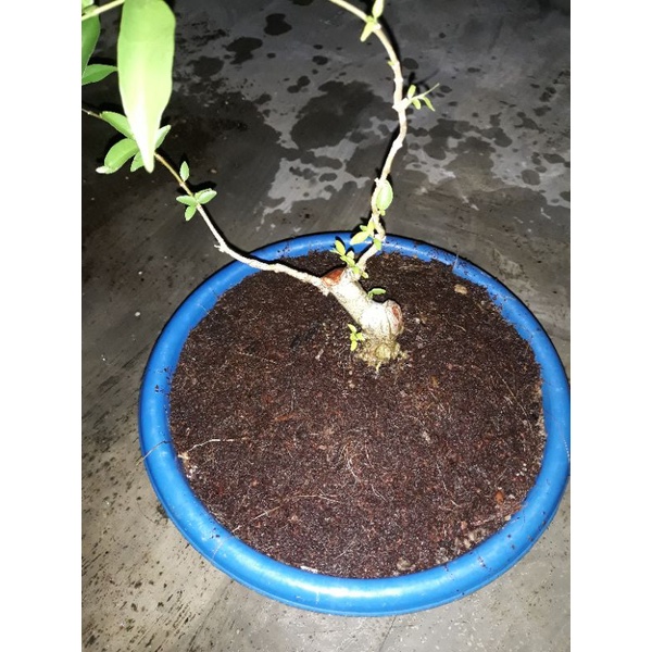 BONSAI ANTING PUTRI-Batang putih