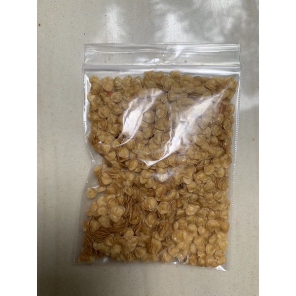 biji benih terong duri terong hutan