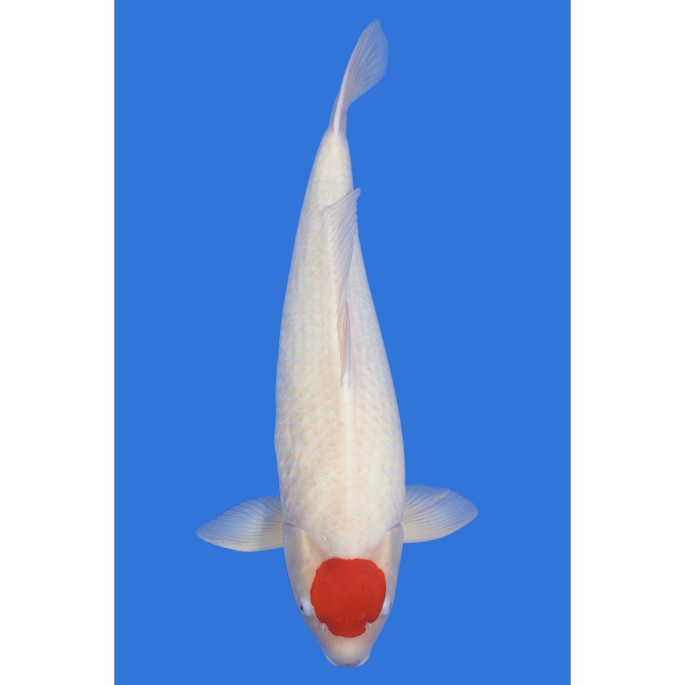 Ikan Koi Tancho Blitar 34-37cm (Pilih Acak)