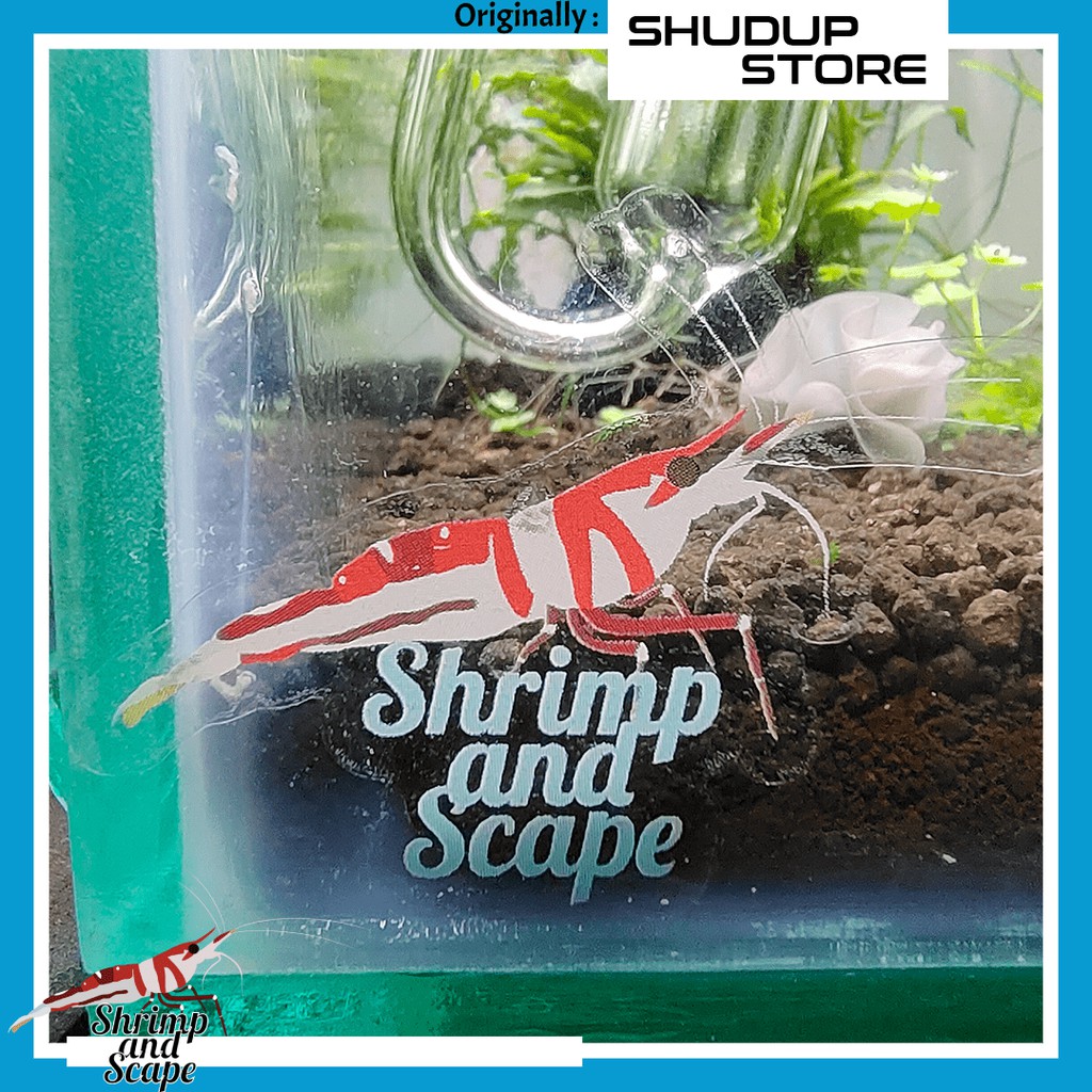 Stiker Udang Sule Celebes Shrimp and Scape Sulawesi Shrimp Sticker Vinyl Transparan Tahan Air